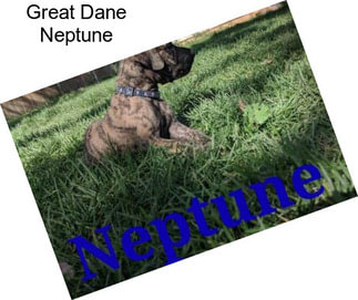 Great Dane Neptune