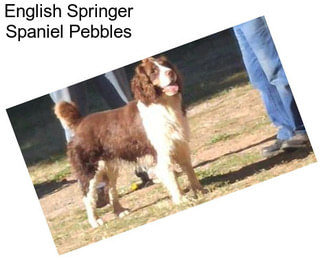 English Springer Spaniel Pebbles