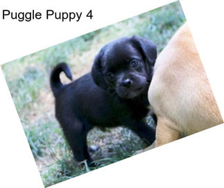 Puggle Puppy 4