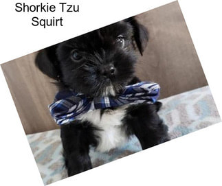 Shorkie Tzu Squirt