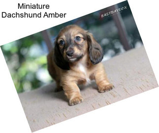 Miniature Dachshund Amber