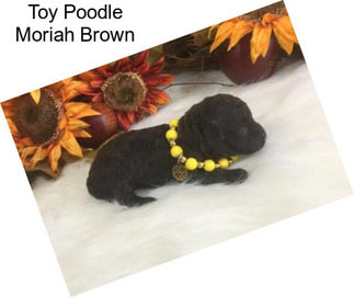 Toy Poodle Moriah Brown