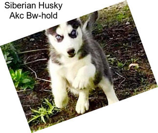 Siberian Husky Akc Bw-hold