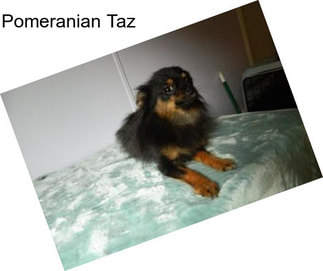 Pomeranian Taz
