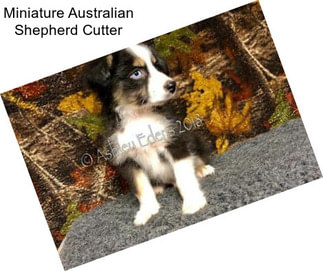 Miniature Australian Shepherd Cutter