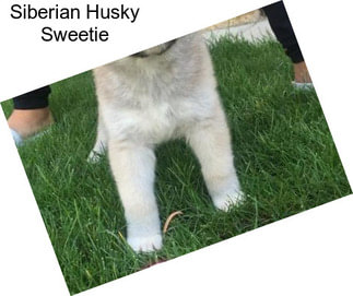 Siberian Husky Sweetie