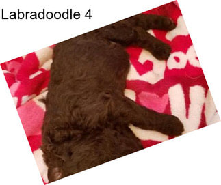 Labradoodle 4