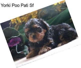 Yorki Poo Pati Sf