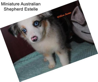 Miniature Australian Shepherd Estelle