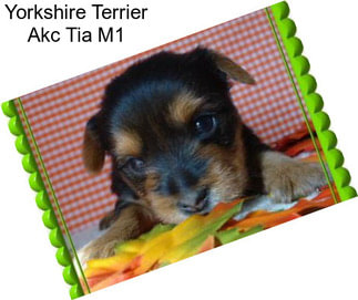 Yorkshire Terrier Akc Tia M1