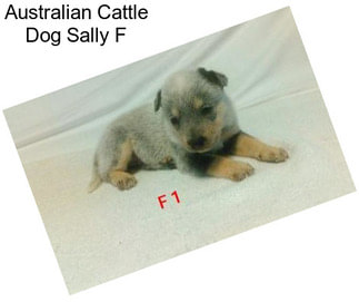 Australian Cattle Dog Sally F