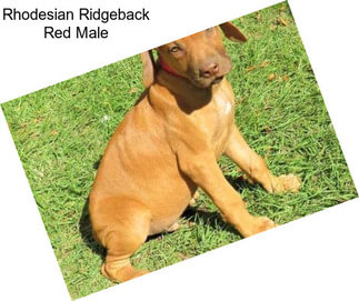 Rhodesian Ridgeback Red Male