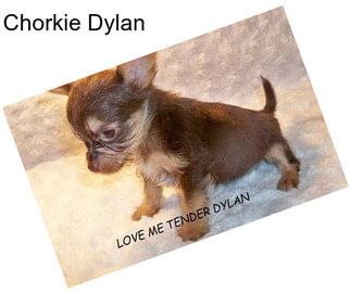 Chorkie Dylan