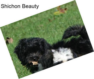 Shichon Beauty