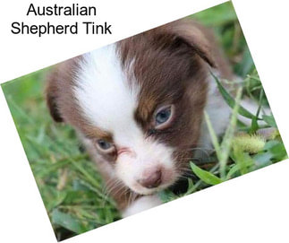 Australian Shepherd Tink