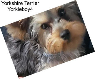 Yorkshire Terrier Yorkieboy4