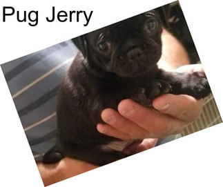 Pug Jerry