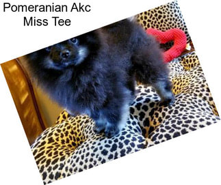Pomeranian Akc Miss Tee