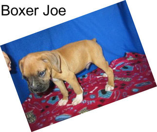Boxer Joe