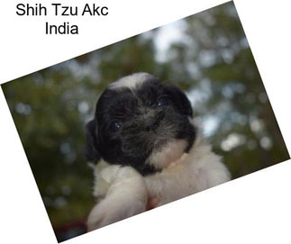 Shih Tzu Akc India