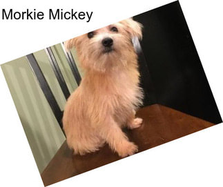 Morkie Mickey
