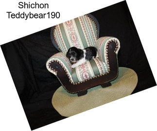 Shichon Teddybear190