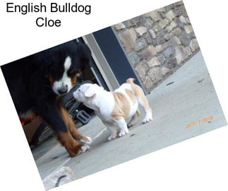 English Bulldog Cloe