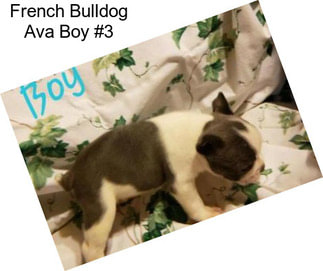 French Bulldog Ava Boy #3