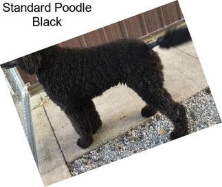 Standard Poodle Black