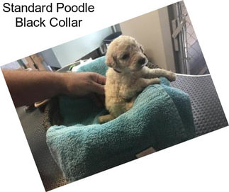 Standard Poodle Black Collar