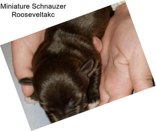 Miniature Schnauzer Rooseveltakc