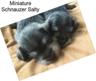 Miniature Schnauzer Salty