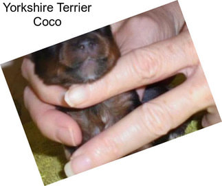 Yorkshire Terrier Coco