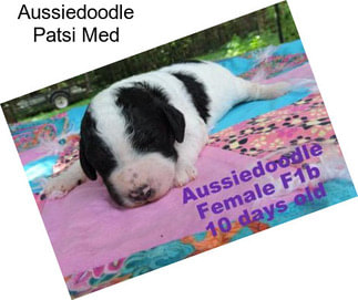 Aussiedoodle Patsi Med