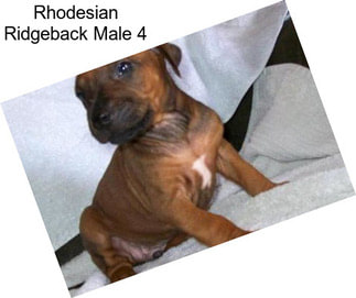 Rhodesian Ridgeback Male 4