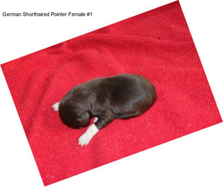 German Shorthaired Pointer Female #1