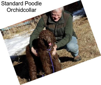 Standard Poodle Orchidcollar