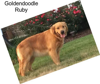 Goldendoodle Ruby