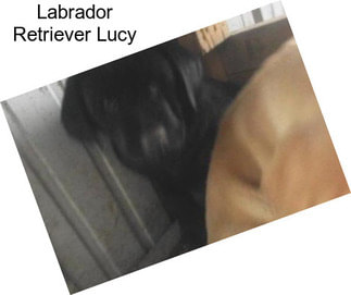 Labrador Retriever Lucy
