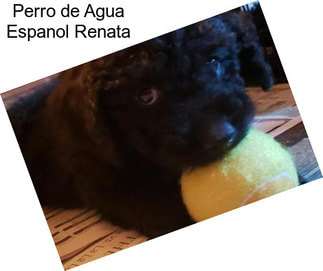 Perro de Agua Espanol Renata
