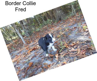 Border Collie Fred