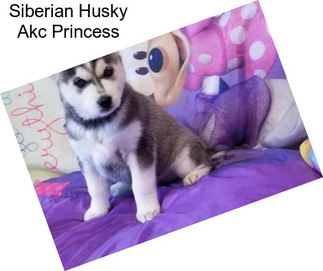 Siberian Husky Akc Princess
