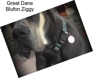 Great Dane Blufon Ziggy