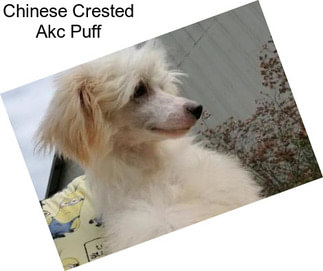 Chinese Crested Akc Puff