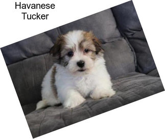 Havanese Tucker