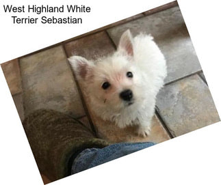 West Highland White Terrier Sebastian