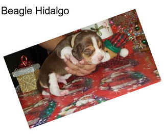 Beagle Hidalgo