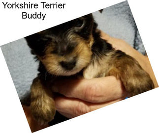 Yorkshire Terrier Buddy