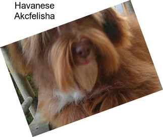 Havanese Akcfelisha