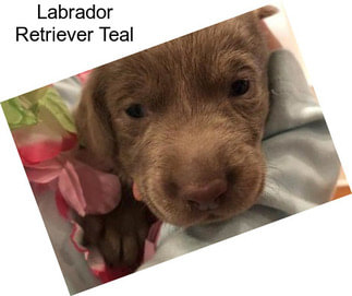 Labrador Retriever Teal